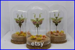 Globe insecte mante fleur asiatique creobroter gemmatus cabinet de curiosité entomologie véritable naturalisé taxidermie fleurs séchées