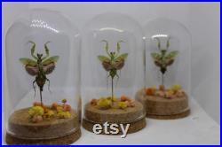 Globe insecte mante fleur asiatique creobroter gemmatus cabinet de curiosité entomologie véritable naturalisé taxidermie fleurs séchées