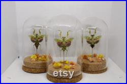 Globe insecte mante fleur asiatique creobroter gemmatus cabinet de curiosité entomologie véritable naturalisé taxidermie fleurs séchées