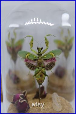 Globe insecte mante fleur asiatique creobroter gemmatus cabinet de curiosité entomologie véritable naturalisé taxidermie fleurs séchées