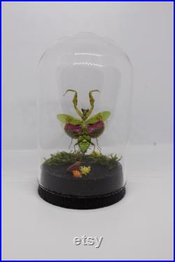 Globe insecte mante fleur asiatique creobroter gemmatus cabinet de curiosité entomologie véritable naturalisé taxidermie rose agate mantis