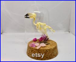 Globe véritable squelette oiseau lonchura leucogastroides cabinet de curiosité véritable taxidermie fleurs séchées bird skeleton fleurs