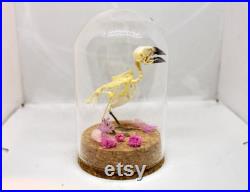 Globe véritable squelette oiseau lonchura leucogastroides cabinet de curiosité véritable taxidermie fleurs séchées bird skeleton fleurs