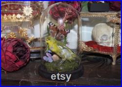 Globe verre véritable Aegithina tiphia oiseau naturalisé fleurs oddities cabinet curiosité taxidermy iora commune aglais io butterfly