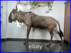 Gnou Bleu naturalisé Taxidermie de qualité muséale