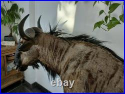 Gnou Bleu naturalisé Taxidermie de qualité muséale