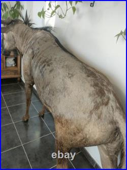 Gnou Bleu naturalisé Taxidermie de qualité muséale