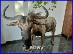 Gnou Bleu naturalisé Taxidermie de qualité muséale