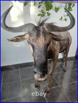 Gnou Bleu naturalisé Taxidermie de qualité muséale