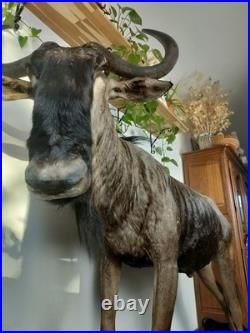 Gnou Bleu naturalisé Taxidermie de qualité muséale