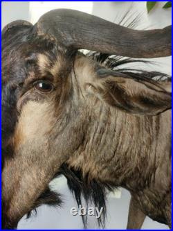 Gnou Bleu naturalisé Taxidermie de qualité muséale