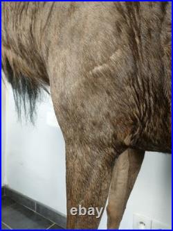 Gnou Bleu naturalisé Taxidermie de qualité muséale