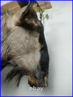Gnou Bleu naturalisé Taxidermie de qualité muséale
