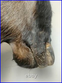 Gnou Bleu naturalisé Taxidermie de qualité muséale