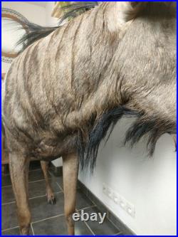 Gnou Bleu naturalisé Taxidermie de qualité muséale