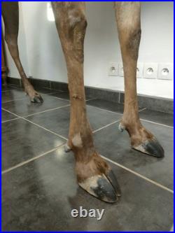 Gnou Bleu naturalisé Taxidermie de qualité muséale