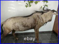 Gnou Bleu naturalisé Taxidermie de qualité muséale