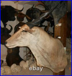 Grand TROPHÉE TAXIDERMIE elan du cap chasse INSOLITE CURIOSITÉ DECO