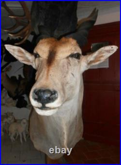 Grand TROPHÉE TAXIDERMIE elan du cap chasse INSOLITE CURIOSITÉ DECO