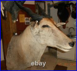 Grand TROPHÉE TAXIDERMIE elan du cap chasse INSOLITE CURIOSITÉ DECO