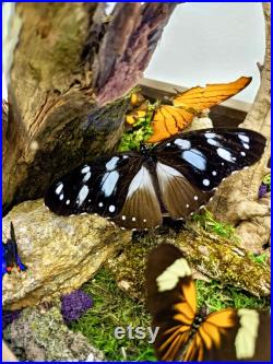 Grand affichage décoratif réel de papillon
