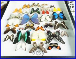 Grand cadre entomologique avec véritables papillons exotiques naturalisés (Insecte, entomologie, taxidermie)