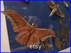Grand cadre insectes et fleurs séchées cabinet de curiosité taxidermie papillon