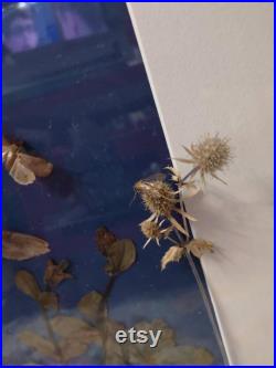 Grand cadre insectes et fleurs séchées cabinet de curiosité taxidermie papillon