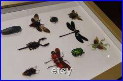 Grand cadre vitrine entomologie 10 spécimens cigale abeille géante insecte lanterne criquet curiosité taxidermie oddities mantis flower