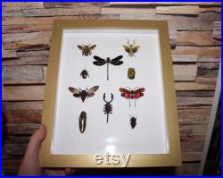 Grand cadre vitrine entomologie 10 spécimens cigale abeille géante insecte lanterne criquet curiosité taxidermie oddities mantis flower