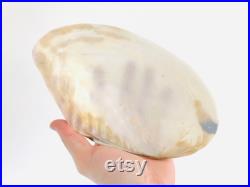 Grand coquillage nacré, moule d'eau douce, cabinet de curiosité, décoration coquillage, moule nacré, centre de table, coquillage blanc