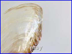 Grand coquillage nacré, moule d'eau douce, cabinet de curiosité, décoration coquillage, moule nacré, centre de table, coquillage blanc