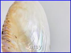 Grand coquillage nacré, moule d'eau douce, cabinet de curiosité, décoration coquillage, moule nacré, centre de table, coquillage blanc