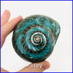 Grand coquillage naturel Turbo imperialis Coquillage vert Cabinet de curiosité, taxidermie Coquillage décoratif Décoration plage