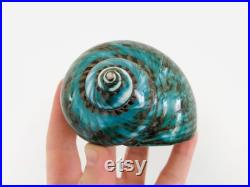 Grand coquillage naturel Turbo imperialis Coquillage vert Cabinet de curiosité, taxidermie Coquillage décoratif Décoration plage