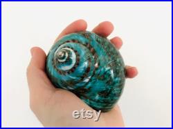 Grand coquillage naturel Turbo imperialis Coquillage vert Cabinet de curiosité, taxidermie Coquillage décoratif Décoration plage