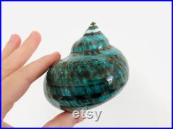 Grand coquillage naturel Turbo imperialis Coquillage vert Cabinet de curiosité, taxidermie Coquillage décoratif Décoration plage