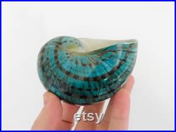 Grand coquillage naturel Turbo imperialis Coquillage vert Cabinet de curiosité, taxidermie Coquillage décoratif Décoration plage