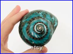 Grand coquillage naturel Turbo imperialis Coquillage vert Cabinet de curiosité, taxidermie Coquillage décoratif Décoration plage