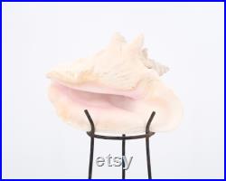 Grand coquillage naturel sur socle tripode en métal, années 50 cabinet de curiosités, vintage, décoration d'intérieur, salle de bain