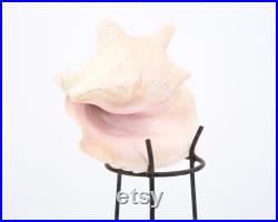 Grand coquillage naturel sur socle tripode en métal, années 50 cabinet de curiosités, vintage, décoration d'intérieur, salle de bain