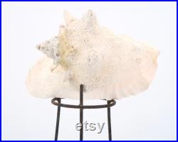 Grand coquillage naturel sur socle tripode en métal, années 50 cabinet de curiosités, vintage, décoration d'intérieur, salle de bain