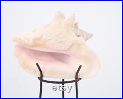 Grand coquillage naturel sur socle tripode en métal, années 50 cabinet de curiosités, vintage, décoration d'intérieur, salle de bain