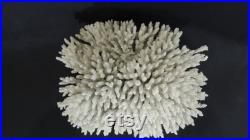 Grand corail blanc de mer cote d'ivoir 1970 2.8 Kg Corail buisson