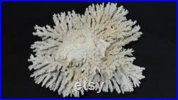 Grand corail blanc de mer cote d'ivoir 1970 2.8 Kg Corail buisson