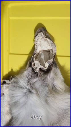 Grand mâle bronzé professionnellement Alaskan Grey Canine