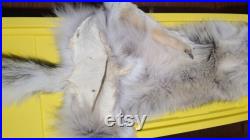 Grand mâle bronzé professionnellement Alaskan Grey Canine