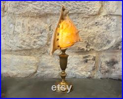 Grande Lampe veilleuse coquillage Conque Cassis Cornuta sur socle doré Pièce Unique fran aise coquille vintage cabinet de curiosités casque