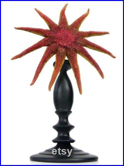Grande Solaster Endeca étoile de mer rouge et ocre sur pied en bois noir style Napoléon III Taxidermie Curiosité de le mer