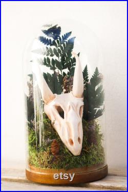 Grande cloche en verre avec crane de dragonneau pour cabinet de curiosités décoration fantastique witch sorcière